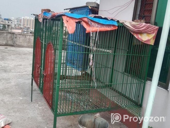 কবুতরের ধাপরী নাট সিস্টেম