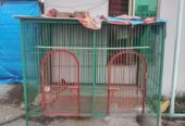 কবুতরের ধাপরী নাট সিস্টেম