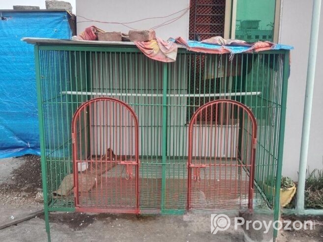 কবুতরের ধাপরী নাট সিস্টেম