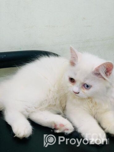 Odd Eye Persian