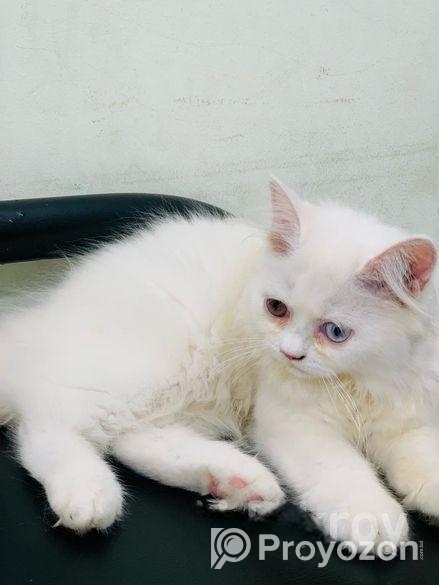 Odd Eye Persian