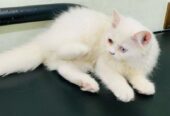 Odd Eye Persian