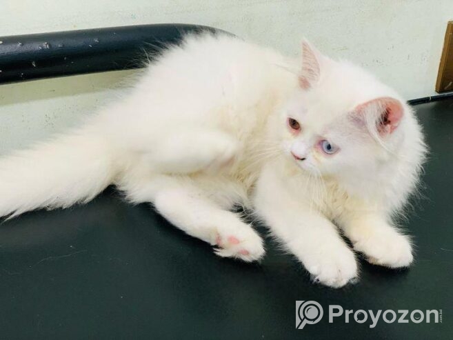 Odd Eye Persian
