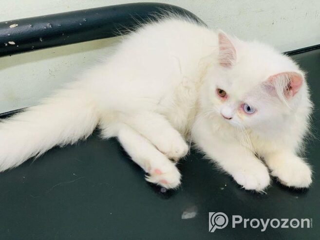 Odd Eye Persian