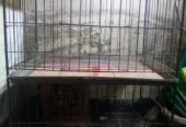 Khacha for sale