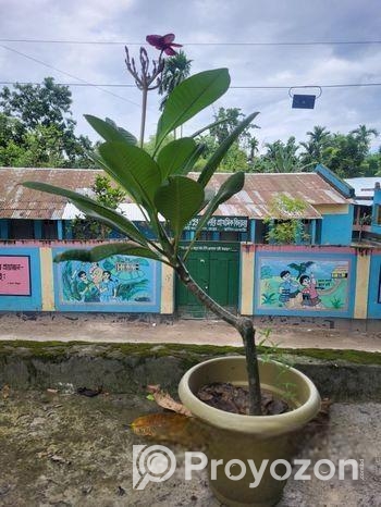 কাঠগোলাপ J4