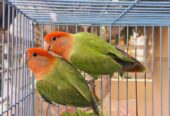 Lovebird