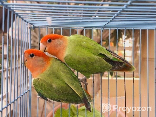 Lovebird