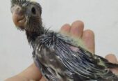 Team size cockatiel birds for sale.