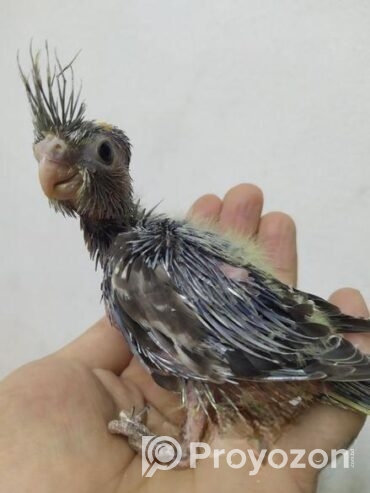 Team size cockatiel birds for sale.
