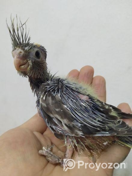 Team size cockatiel birds for sale.