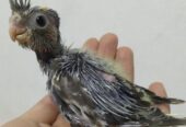 Team size cockatiel birds for sale.