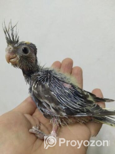 Team size cockatiel birds for sale.