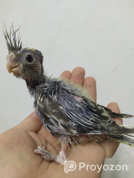 Team size cockatiel birds for sale.