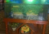 Aquarium