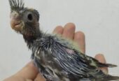 Team size cockatiel birds for sale.