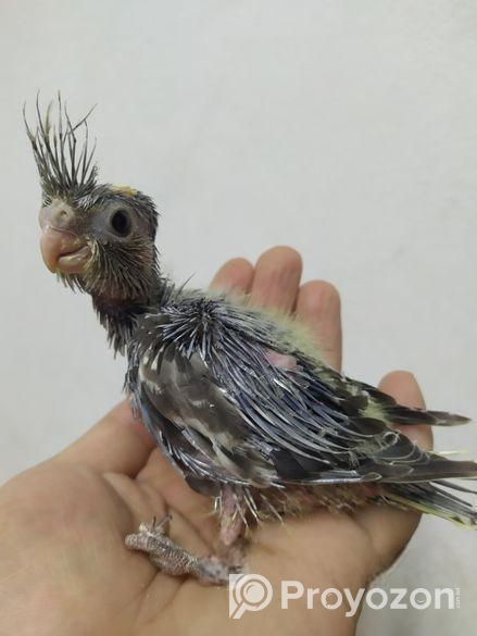 Team size cockatiel birds for sale.