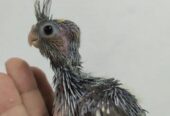 Team size cockatiel birds for sale.