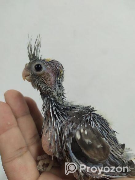 Team size cockatiel birds for sale.