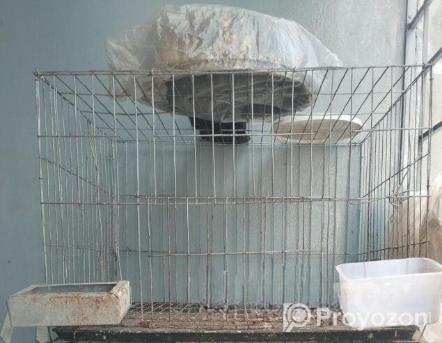 সিঙ্গেল খাঁচা 2 পিস ও প্রয়োজনীয় ডিমের হাড়ি,