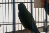 Goldian finch Sell Post