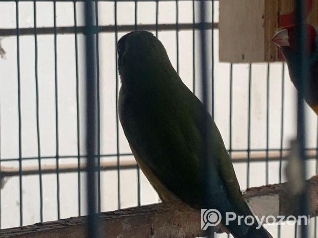Goldian finch Sell Post