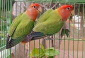 Lovebird