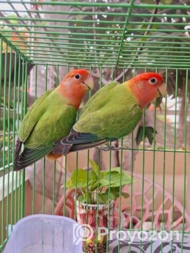 Lovebird