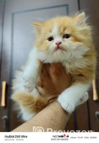 Pure Breed Persian
