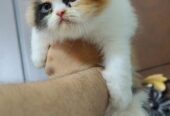 Pure Breed Persian