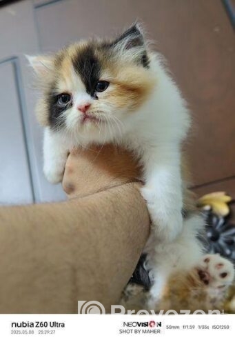 Pure Breed Persian