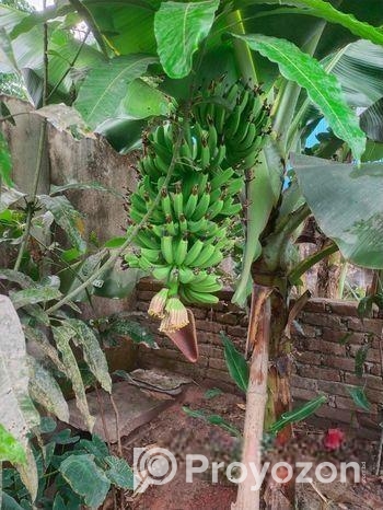 G-9 & G-5 Banana tree.