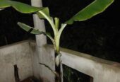 G-9 & G-5 Banana tree.