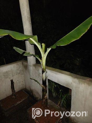 G-9 & G-5 Banana tree.