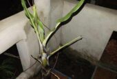 G-9 & G-5 Banana tree.