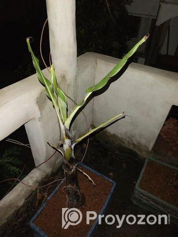 G-9 & G-5 Banana tree.