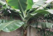 G-9 & G-5 Banana tree.