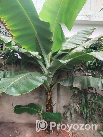 G-9 & G-5 Banana tree.
