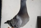 মাক্সি রেচার বেবি বিগ সাইজ