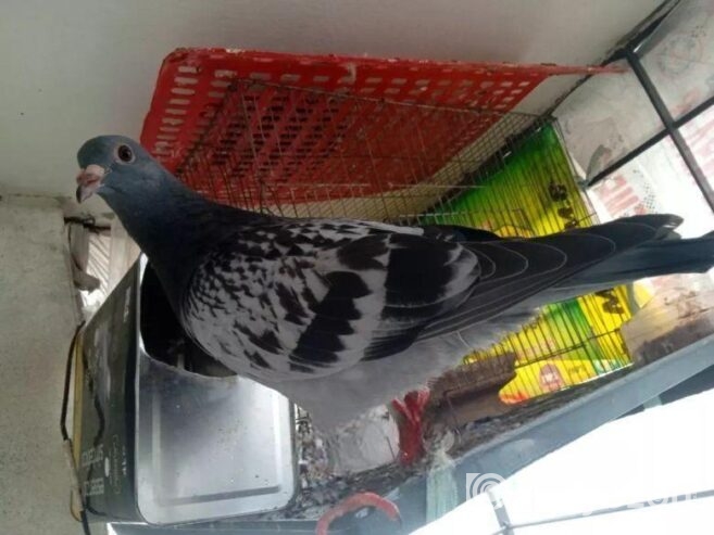 মাক্সি রেচার বেবি বিগ সাইজ