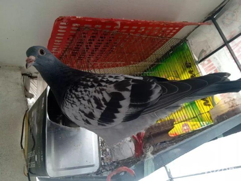 মাক্সি রেচার বেবি বিগ সাইজ