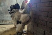 Colombian Light Brahma Rooster
