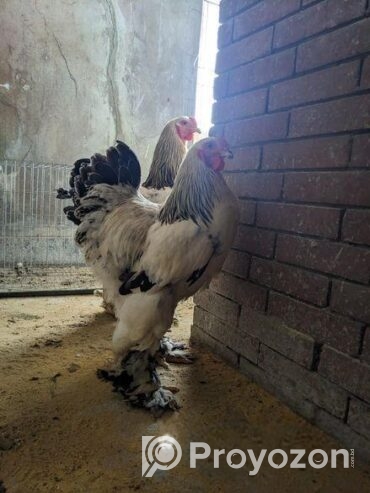 Colombian Light Brahma Rooster