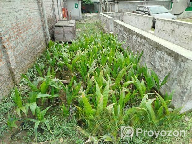 নারিকেল গাছ