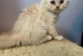 Pure Persian kittens