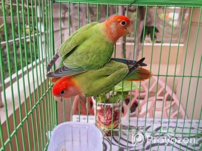 Lovebird