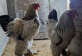 Colombian Light Brahma Rooster