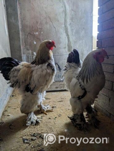 Colombian Light Brahma Rooster