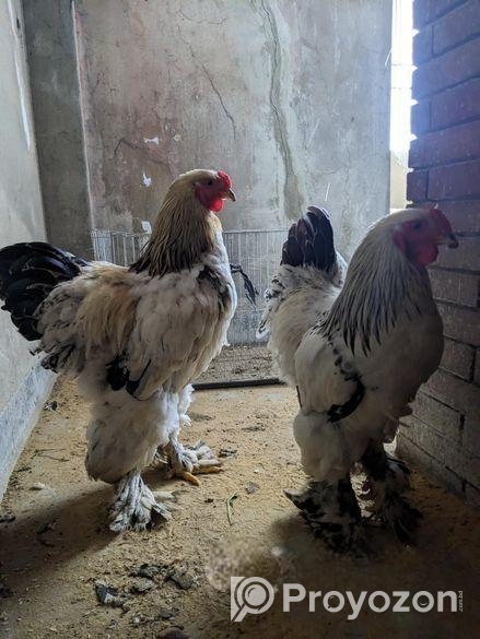 Colombian Light Brahma Rooster