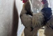 Colombian Light Brahma Rooster